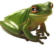 green frog top