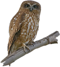 boobook owl