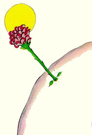 the flower